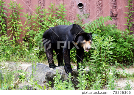 Black bear Black bear 78256366