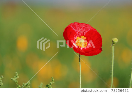 Japan's No. 1 poppy field, Poppy Happy Square [Konosu City, Saitama Prefecture] 78256421