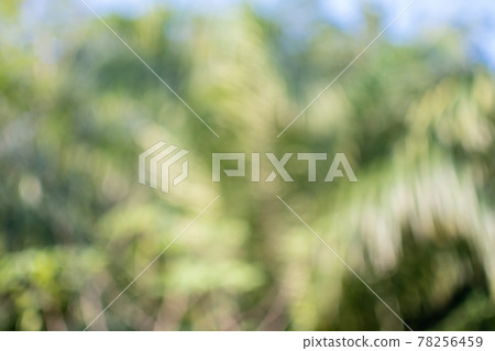 The concept for design blurred and defocused effect season. Abstract bokeh green color for the nature background. Daylight in outdoor and The air is so fresh 78256459