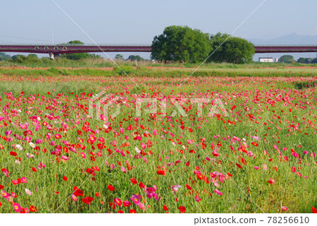 Japan's No. 1 poppy field, Poppy Happy Square [Konosu City, Saitama Prefecture] 78256610