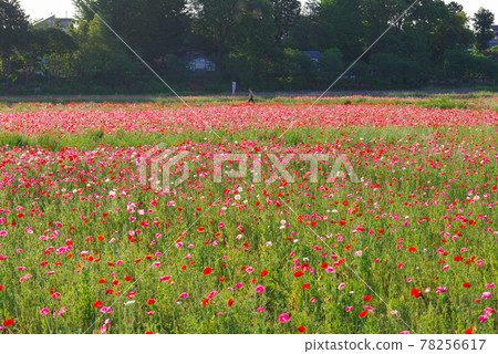 Japan's No. 1 poppy field, Poppy Happy Square [Konosu City, Saitama Prefecture] 78256617