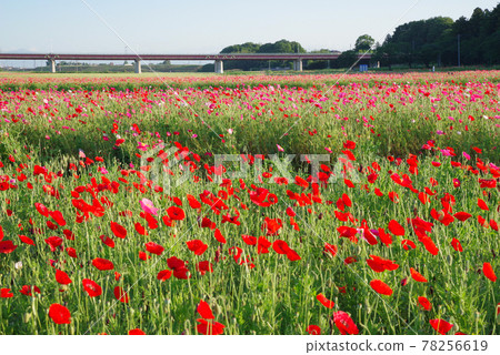 Japan's No. 1 poppy field, Poppy Happy Square [Konosu City, Saitama Prefecture] 78256619