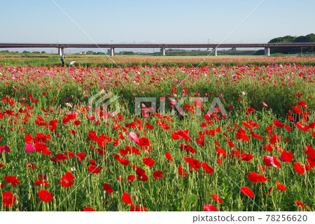 Japan's No. 1 poppy field, Poppy Happy Square [Konosu City, Saitama Prefecture] 78256620