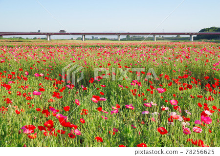 Japan's No. 1 poppy field, Poppy Happy Square [Konosu City, Saitama Prefecture] 78256625