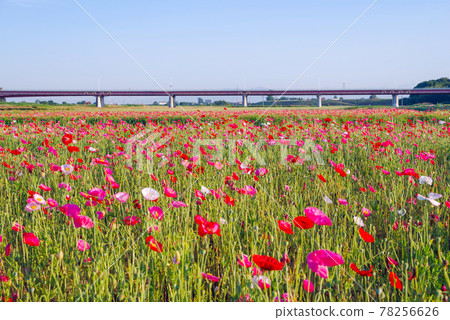 Japan's No. 1 poppy field, Poppy Happy Square [Konosu City, Saitama Prefecture] 78256626