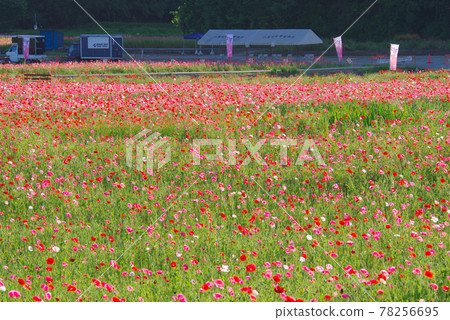 Japan's No. 1 poppy field, Poppy Happy Square [Konosu City, Saitama Prefecture] 78256695