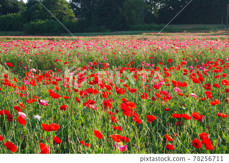 Japan's No. 1 poppy field, Poppy Happy Square [Konosu City, Saitama Prefecture] 78256711