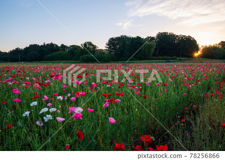 Poppy Happy Square, Japan's number one poppy field illuminated by the rising sun [Konosu City, Saitama Prefecture] 78256866