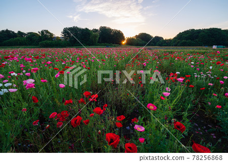 Poppy Happy Square, Japan's number one poppy field illuminated by the rising sun [Konosu City, Saitama Prefecture] 78256868
