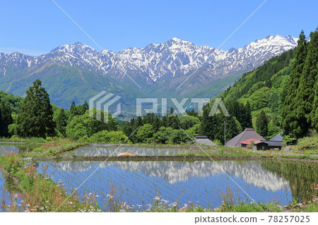 白馬青奧尼稻田和北阿爾卑斯山的五月 78257025