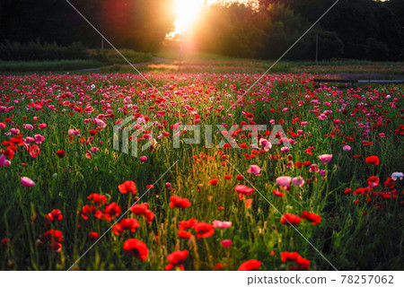 Poppy Happy Square, Japan's number one poppy field illuminated by the rising sun [Konosu City, Saitama Prefecture] 78257062
