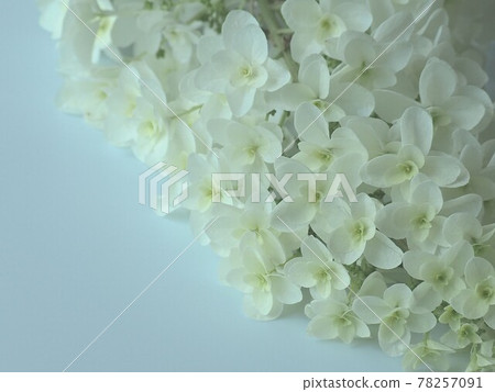 淺藍色背景中的白橡樹葉繡球花 78257091