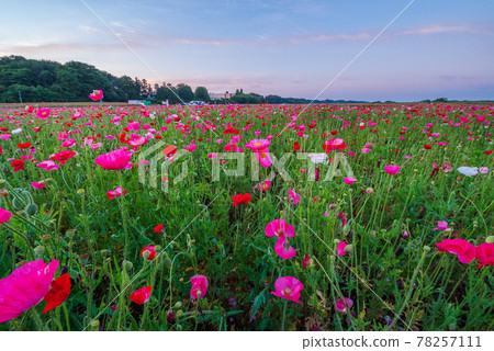 Poppy Happy Square, Japan's number one poppy field waiting for dawn [Konosu City, Saitama Prefecture] 78257111