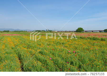 Japan's No. 1 poppy field, Poppy Happy Square [Konosu City, Saitama Prefecture] 78257133