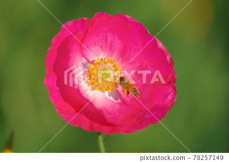 Japan's No. 1 poppy field, Poppy Happy Square [Konosu City, Saitama Prefecture] 78257149