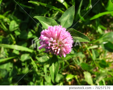 Red clover Red clover 78257170
