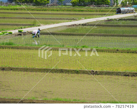 Manual rice planting 78257419