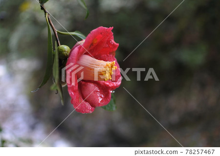 一朵濕紅的山茶花在山間盛開。 一朵濕紅的山茶花在山間盛開。 78257467