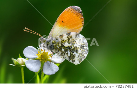 Orange Tip butterfly Anthocharis cardamines on strawberry flower . 78257491
