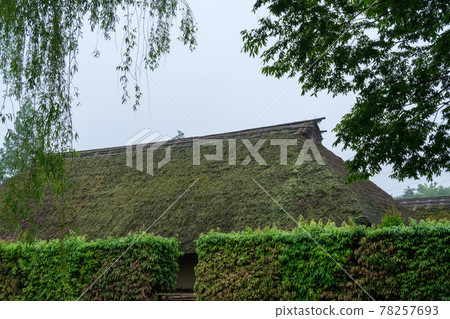 Roof and willow Roof and willow 78257693