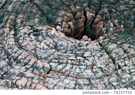 Surface of dry wood stump texture background. Surface of dry wood stump texture background. 78257750
