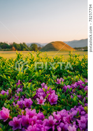 Spring of Inwang-dong ancient tomb complex in Gyeongju, Korea 78257794