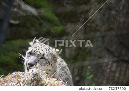 Snow leopard playing with straw Snow leopard playing with straw 78257800