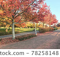 Autumn leaves walking path 78258148