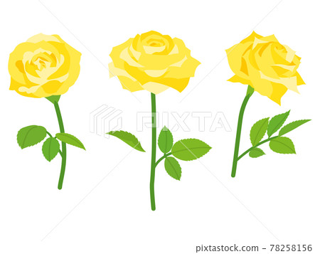 黃玫瑰花 78258156