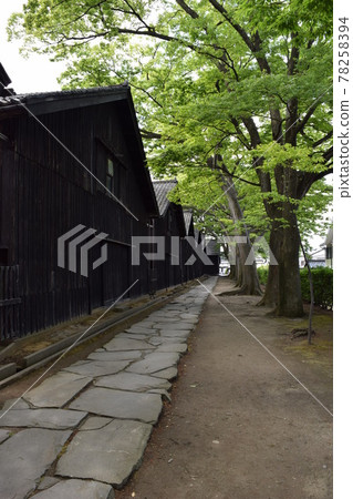 Yamai倉庫zelkova樹排行了樹 Yamai倉庫zelkova樹排行了樹 78258394