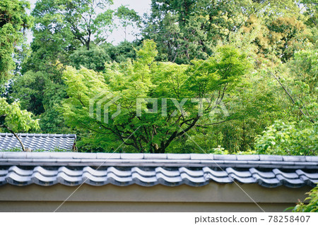 新鮮的綠色的寺廟 78258407