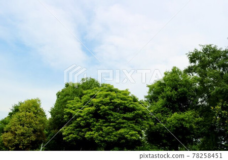 Healing fresh green early summer scenery 78258451