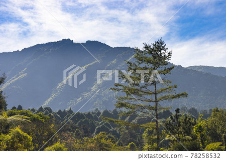 溪頭風景區的山林風景 78258532