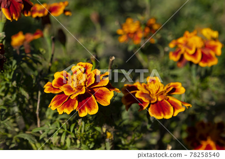 Close-up of marigold 78258540