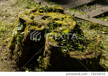 The broken tree roots are covered with moss The broken tree roots are covered with moss 78258543