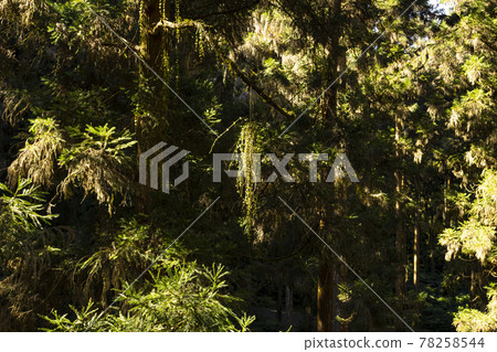 茂密森林的背景 78258544