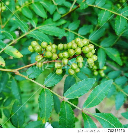 花椒 花椒 78258650