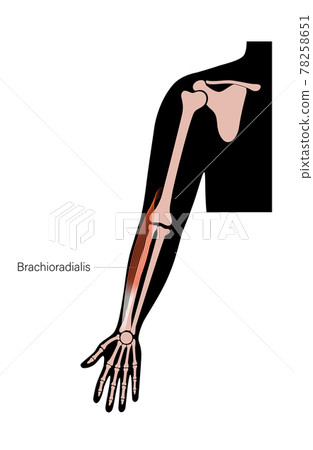 Muscular system arms 78258651