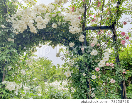 White rose arch White rose arch 78258738
