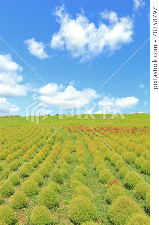 Kokia / View Hill Kokia / View Hill 78258797