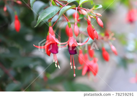 Fuchsia flowers swaying in the wind Fuchsia flowers swaying in the wind 78259291