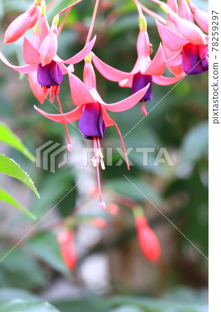 Fuchsia flowers swaying in the wind 78259297