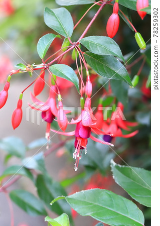 Fuchsia flowers swaying in the wind Fuchsia flowers swaying in the wind 78259302