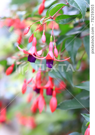 Fuchsia flowers swaying in the wind Fuchsia flowers swaying in the wind 78259303