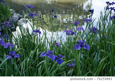 The bluish-purple irises that bloom on the water's edge 78259461