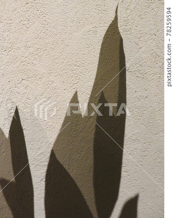 背景材料植物光影矽藻土牆 背景材料植物光影矽藻土牆 78259594