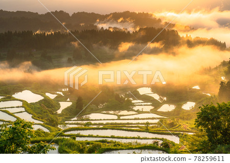 《新潟縣》星登梯田/日本原生態 《新潟縣》星登梯田/日本原生態 78259611