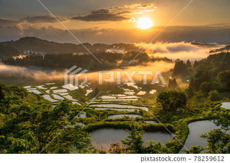 《新潟縣》星登梯田/日本原生態 《新潟縣》星登梯田/日本原生態 78259612