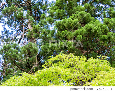 A view of the cool deep mountain valley in early summer, a large cedar tree that shines in the fresh green A view of the cool deep mountain valley in early summer, a large cedar tree that shines in the fresh green 78259924