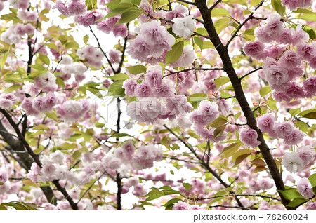 Double cherry blossoms blooming in Shiba Park Double cherry blossoms blooming in Shiba Park 78260024